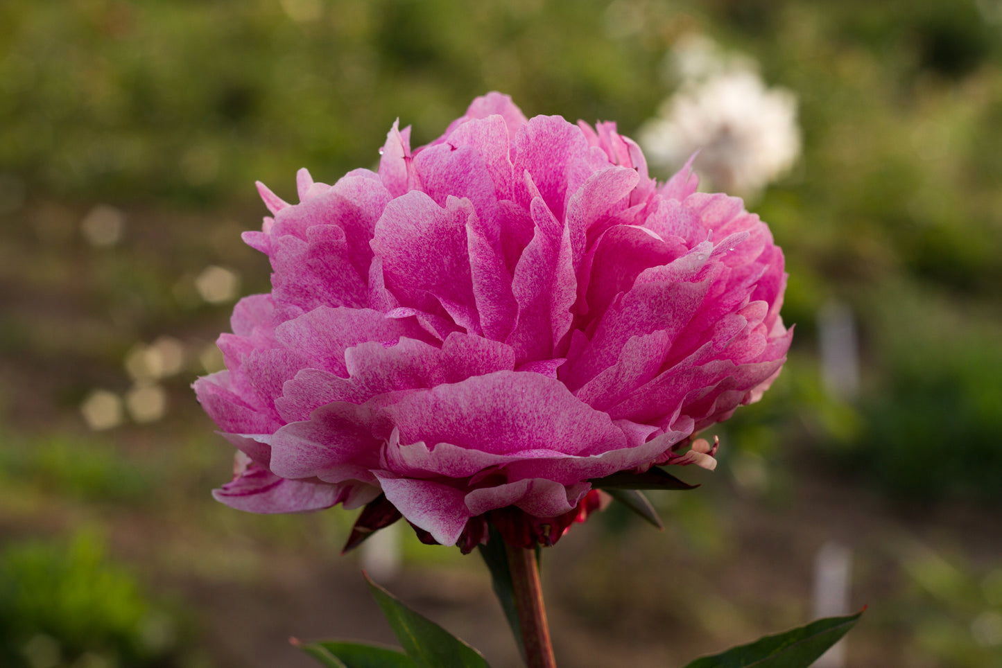 Pietertje Vriend Wagenaar pink peony - Brooks Gardens Peonies