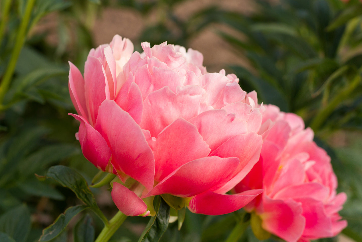 Pink Hawaiian Coral peony - photo©Brooks Gardens, Oregon