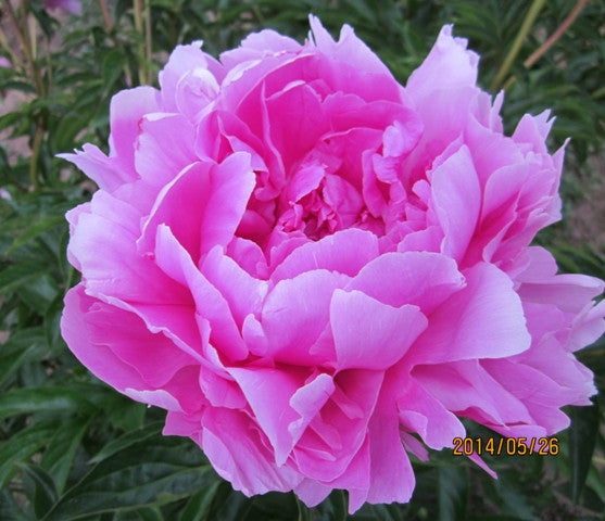 Queen of Hamburg - Brooks Gardens Peonies