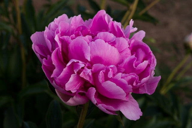Queen of Hamburg - Brooks Gardens Peonies