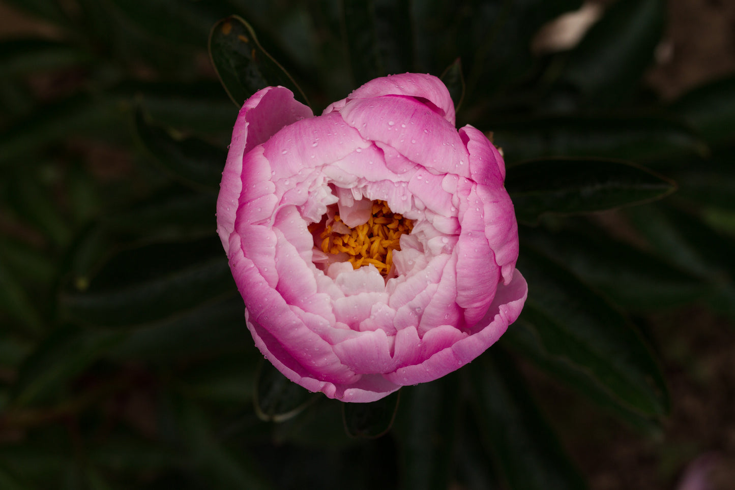 Sandra Marie peony - photo©Brooks Gardens, Oregon