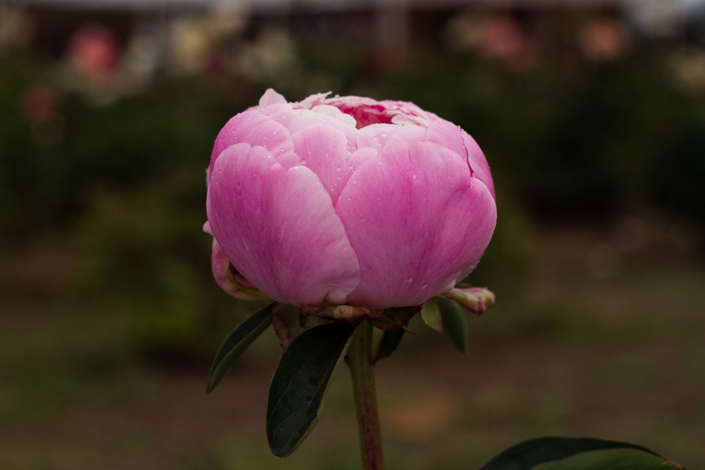 Sandra Marie peony - photo©Brooks Gardens, Oregon