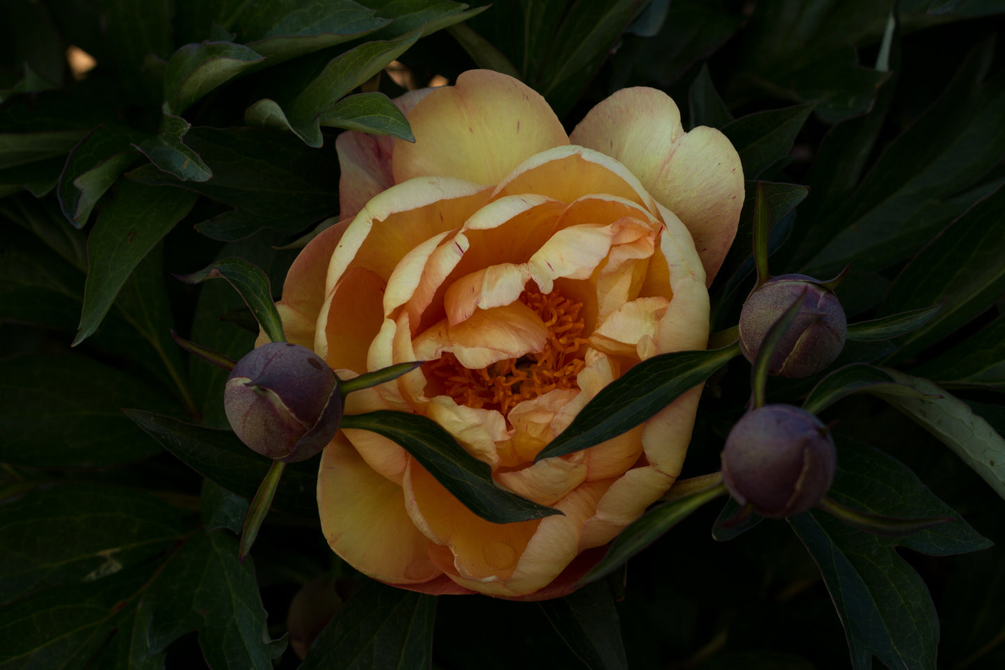 Singing in the Rain Itoh peonies