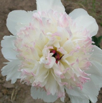 Snow Mountain - Brooks Gardens Peonies