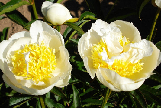 fragrant peonies White Sands at Brooks Gardens Oregon farm
