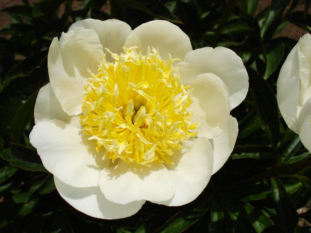 White Sands - Brooks Gardens Peonies 