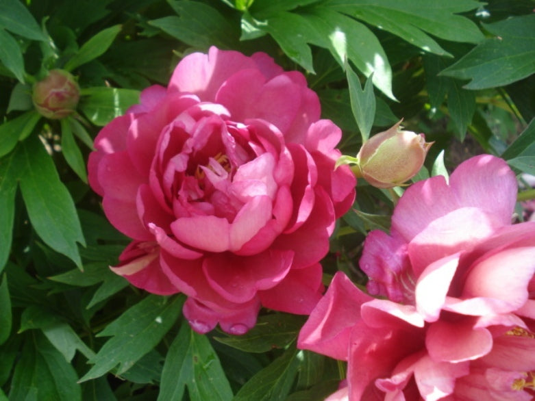 Hillary Itoh intersectional peony - photo©Brooks Gardens, Oregon