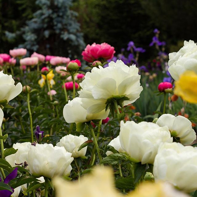 The Peony Flower Bloom Season at Brooks Gardens - What You'll See
