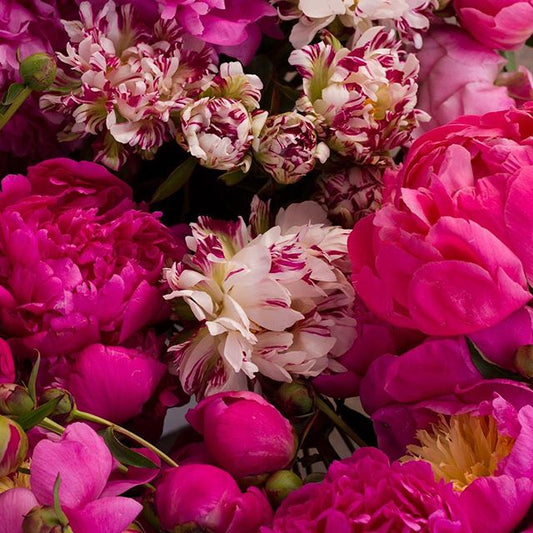 Fresh Peony Flowers for Mother's Day Weekend