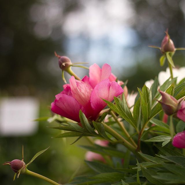 Peony Season 2020