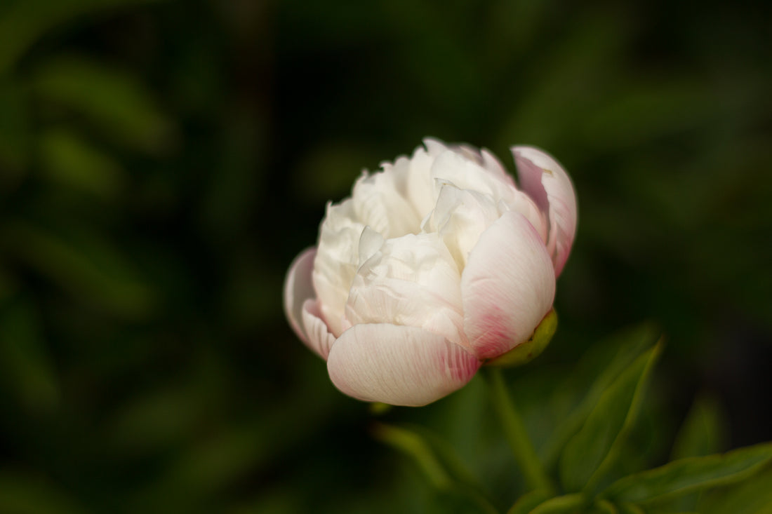 Who's Thinking Peonies in July?