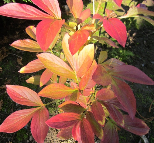 Cleaning Up Peonies in the Yard and Garden in Fall