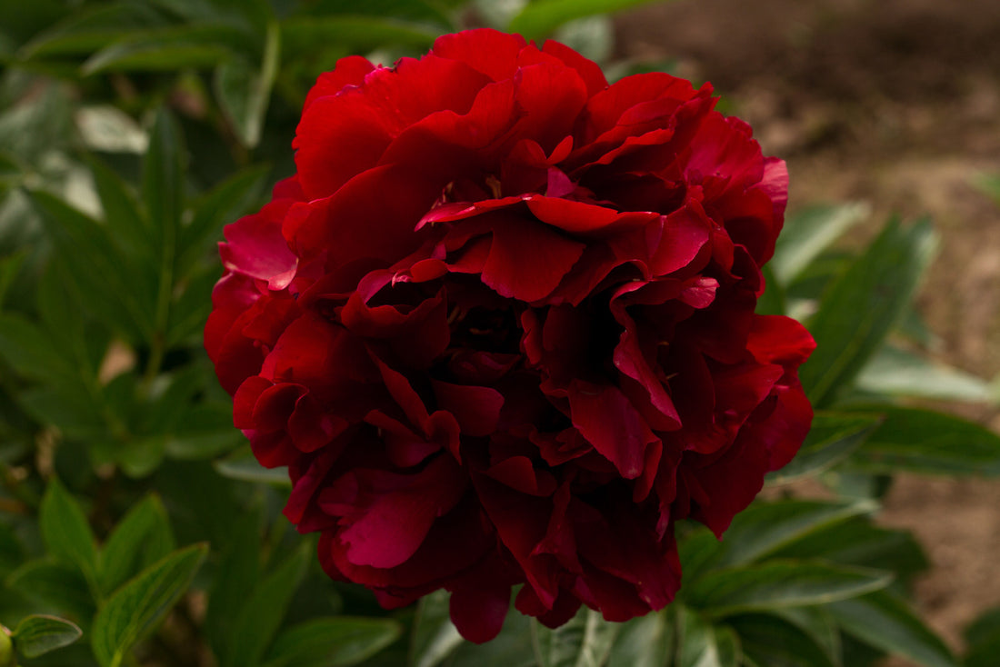 Nine Dark Red Peonies to Fall in Love With