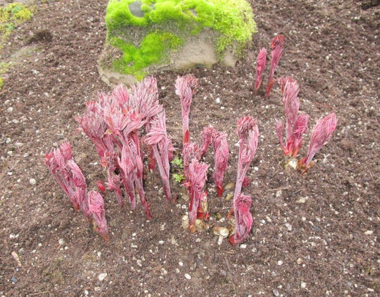 peony growth in spring