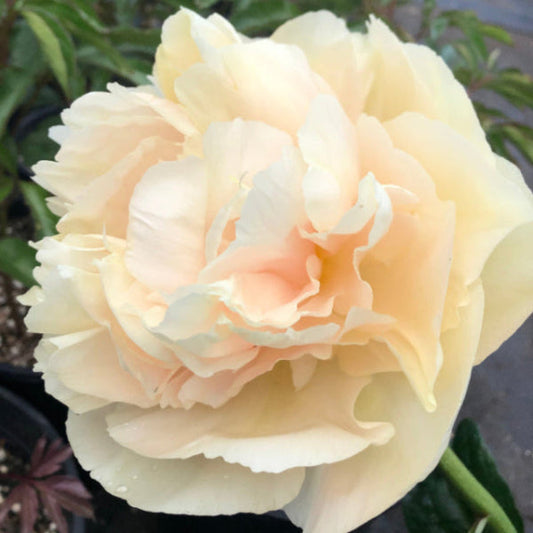 Peony root shipping is underway!