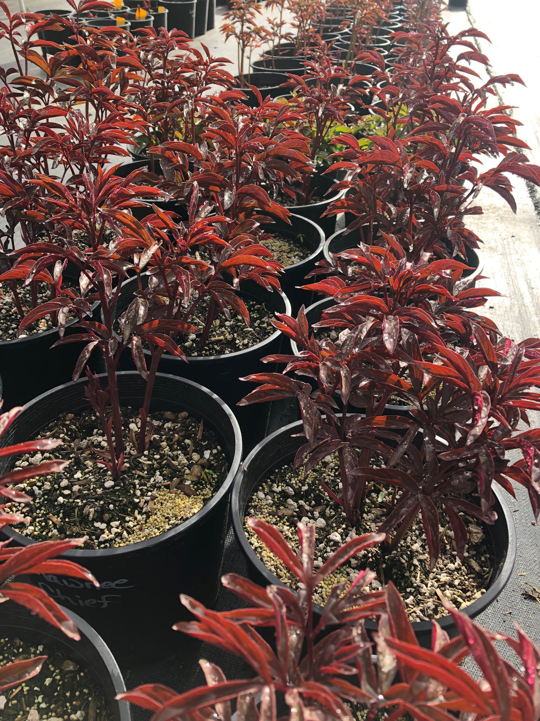 Potted Peony Plants for Sale at our Oregon Farm Saturdays in April