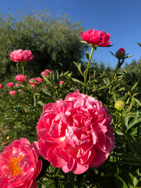 2022 Peony Bloom Season Update - Oregon