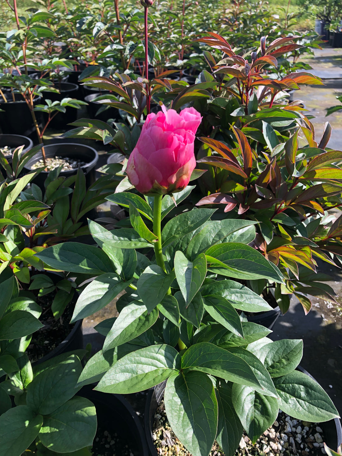 What peony varieties do we have in containers at the farm this year?