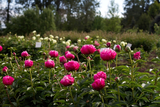 Peonies growing at Brooks Gardens Oregon farm - Brooks Gardens Peonies
