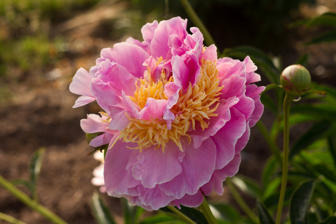 American Peony Society Grand Champion 2018 - 'Lavon'