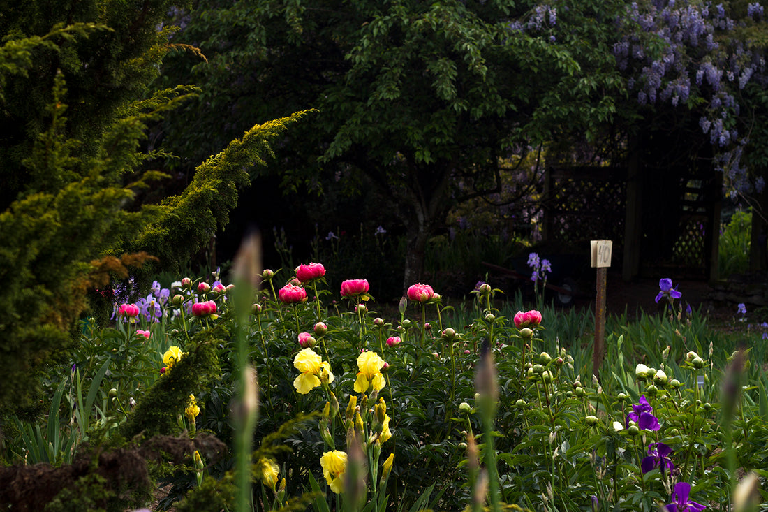 It's Time - The Peonies Are Starting To Bloom in Oregon!