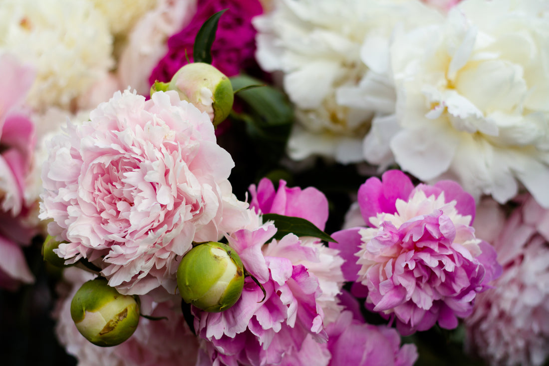 Visit our Oregon peony farm during bloom season.