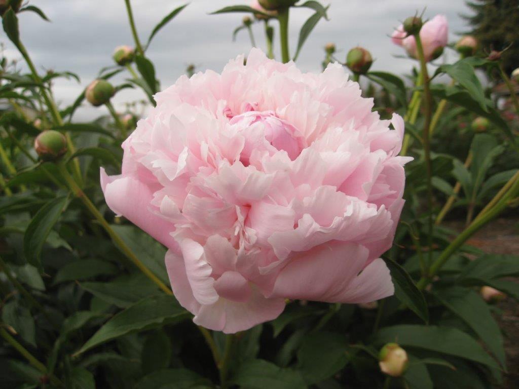 That Oregon Spring Peony Weather