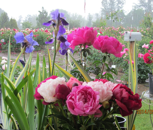 Experience The Joy of Peonies! Plant Roots for Beautiful Peony Bushes.