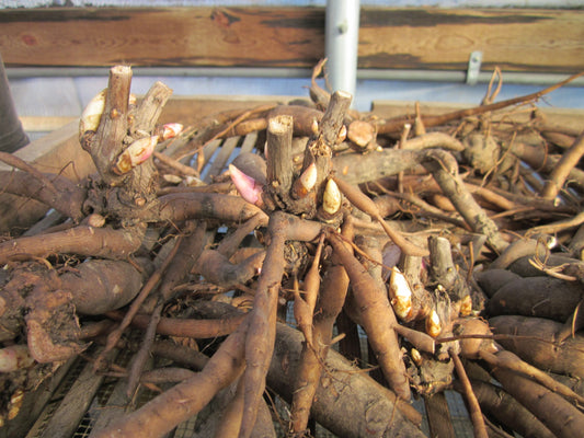 Peony Root Season is Here! Digging fresh roots for fall planting - order today.