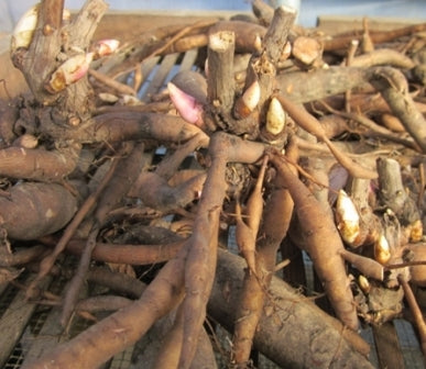 2026 Peony Root Catalog Posting Soon