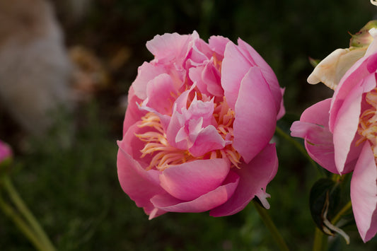 Peonies - Fall Season for Digging, Dividing and Planting Roots