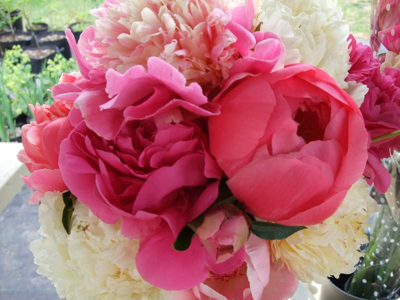 Cut peonies for Oregon weddings and florists at Brooks Gardens peony farm