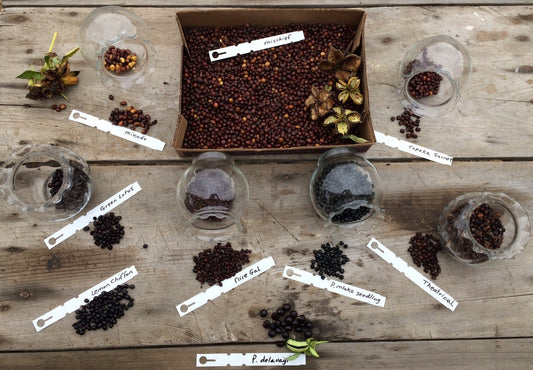 Peony seedlings of various flower styles - all from the same seed source.