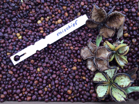 Peony Seed Pods are Ready to Harvest