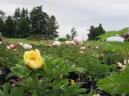 2026 Peony Season Brings Joy for Mother's Day