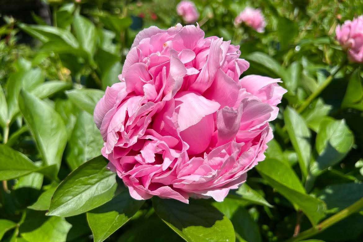 Pink peony Gena Marie, curtesy Craig Aiken