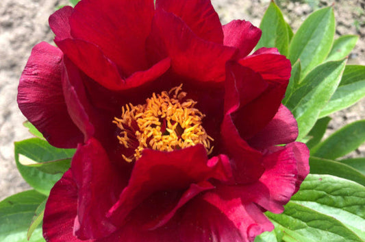 Matadors Robe bright red peony Brooks Gardens