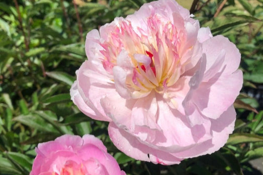  Zhemchuzhna Rossyp peony at Brooks Gardens