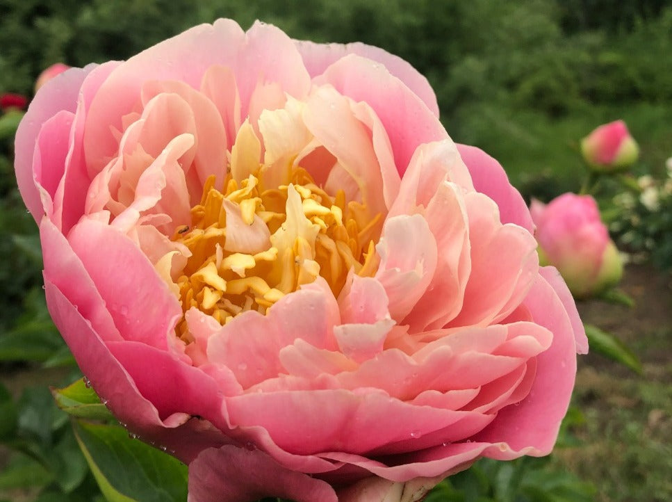 Kayleigh Ann peony roots for sale – Brooks Gardens Peonies