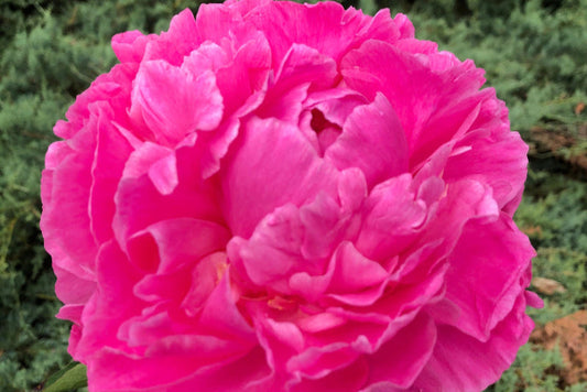 pink Margaret Clark peony