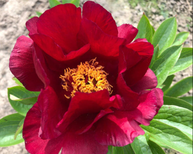 Excellent red peony Matadors Robe