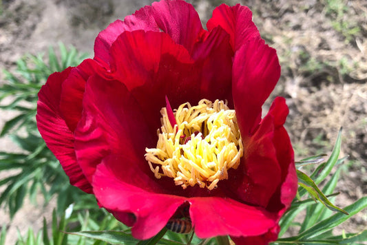 Red Merry Mayshine peony Brooks Gardens