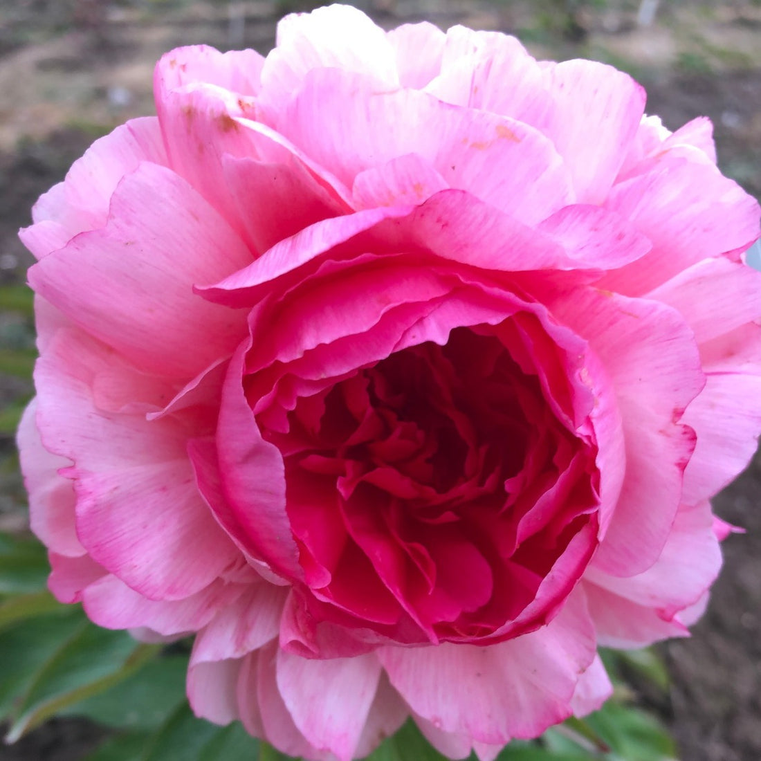 Rose Heart peony roots for sale. Brooks Gardens Peonies