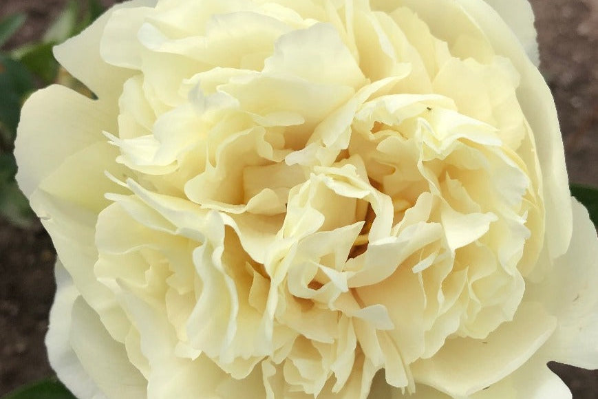 Vanilla Schnapps peony flower