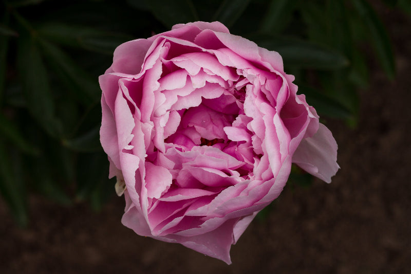 Reine Deluxe peony Brooks Gardens
