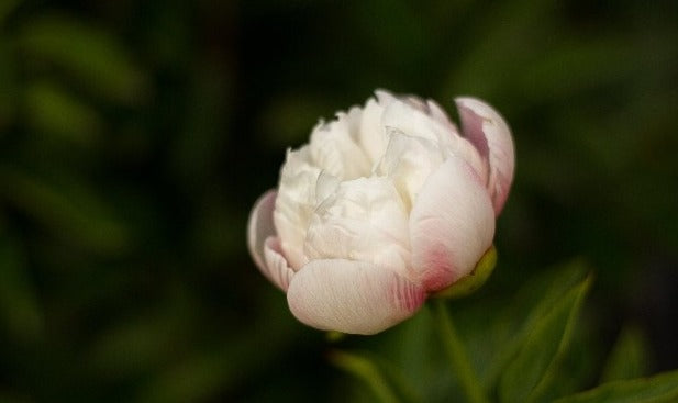 paeonia officinalis alba plena double white blush early season peony