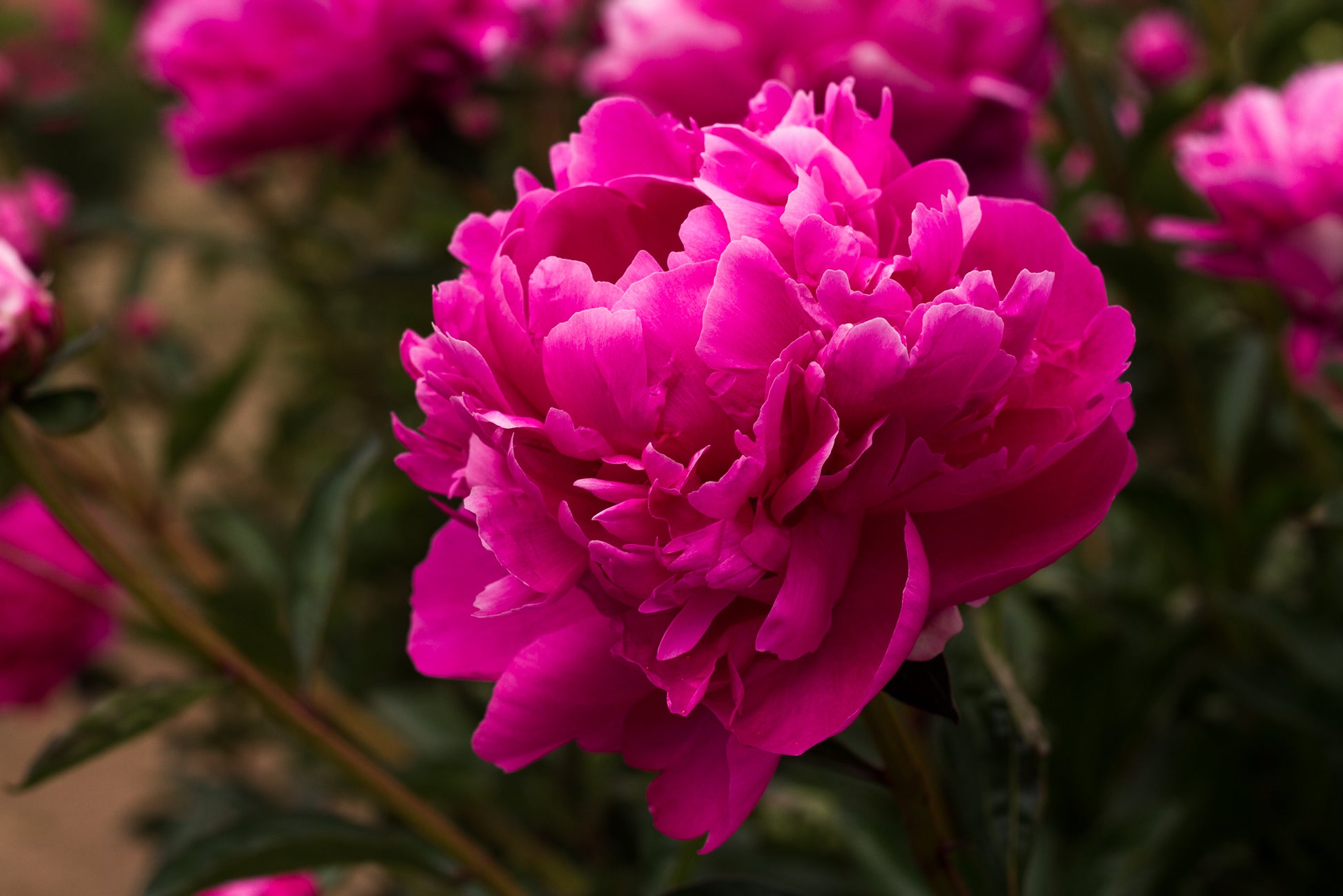 Close-up image of pink double lactiflora peony flowers with green foliage in the background.