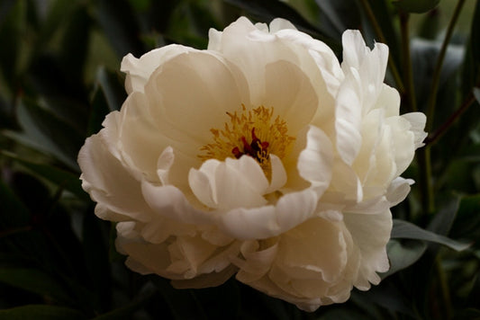 white peony Allan Rogers roots for sale