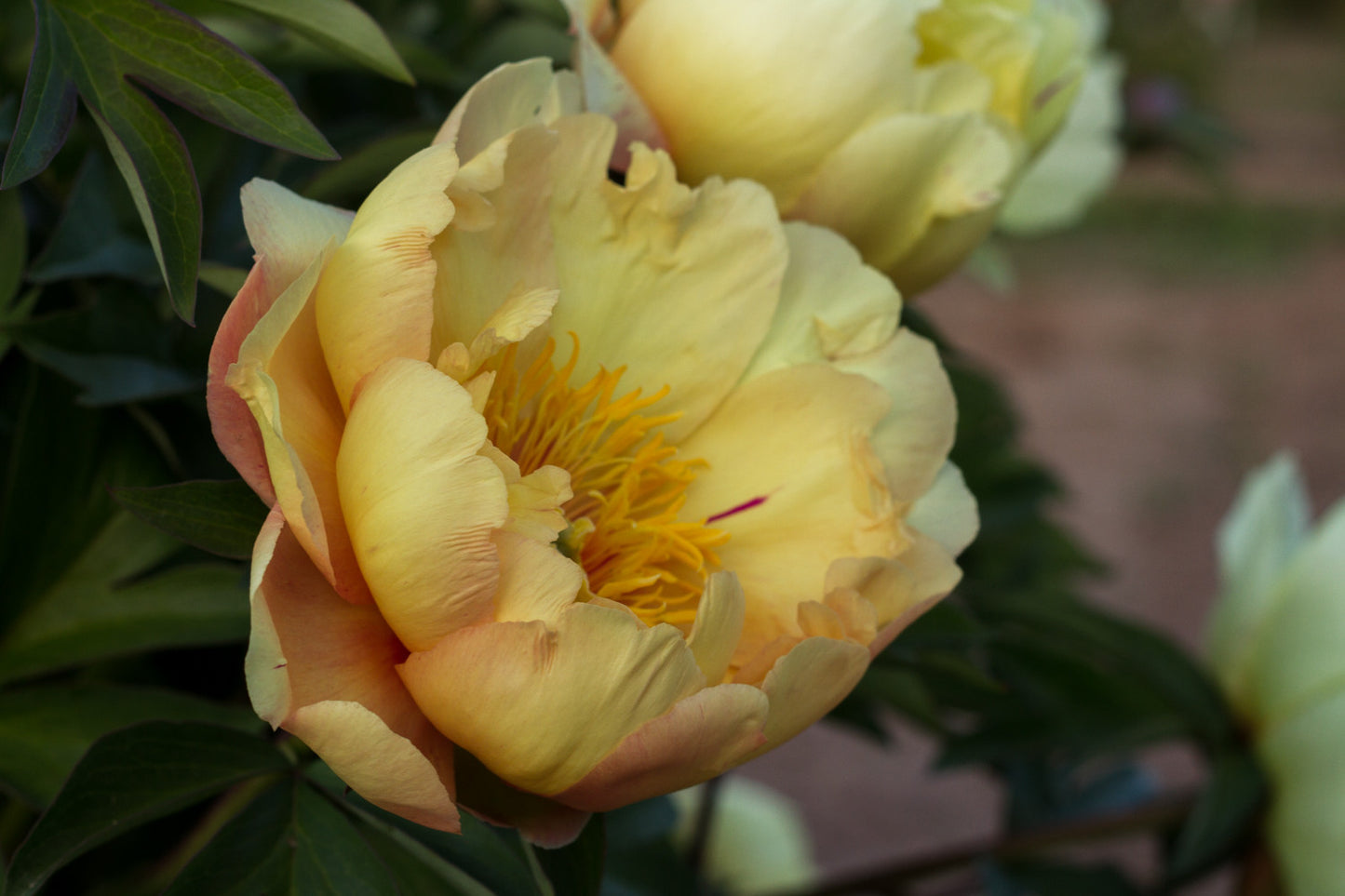 Al's Choice Itoh peony Al's Choice intersectional - Photo © Brooks Gardens, Oregon peony farm 