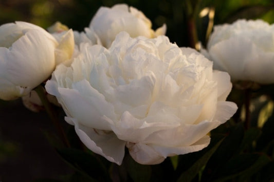 Avalanche best white double peony , roots for sale,